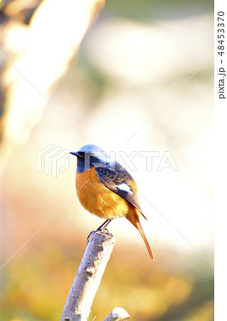 枝にとまるジョウビタキ 48453370