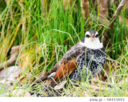 スズメ目ヒタキ科ツグミ亜科ツグミ 48453601