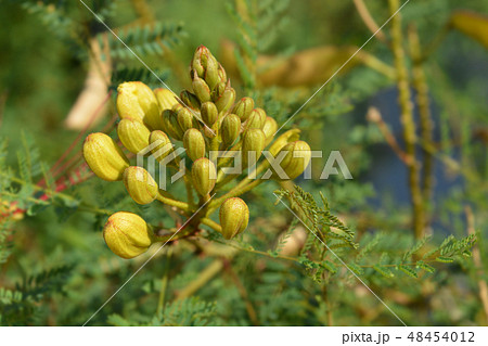 Bird of paradise Bird of paradise 48454012
