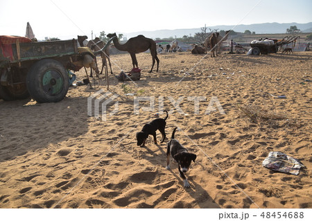 インドのラジャスタン州のプシュカル　砂漠に集まるラクダの群れと砂漠を歩く子犬 48454688
