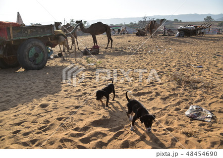 インドのラジャスタン州のプシュカル 砂漠に集まるラクダの群れと砂漠を歩く子犬 インドのラジャスタン州のプシュカル 砂漠に集まるラクダの群れと砂漠を歩く子犬 48454690