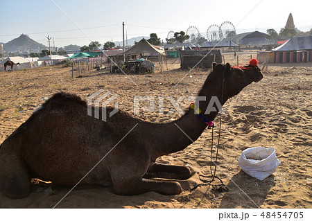 インドのラジャスタン州のプシュカル 砂漠に集まるラクダの群れ 餌を食べるラクダと遊園地の観覧車 インドのラジャスタン州のプシュカル 砂漠に集まるラクダの群れ 餌を食べるラクダと遊園地の観覧車 48454705