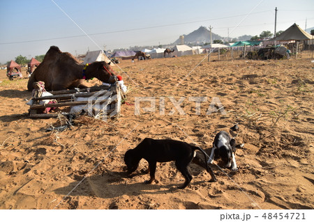 インドのラジャスタン州のプシュカル 砂漠で生活する動物 砂漠で餌を食べるラクダと餌を探す子犬 インドのラジャスタン州のプシュカル 砂漠で生活する動物 砂漠で餌を食べるラクダと餌を探す子犬 48454721