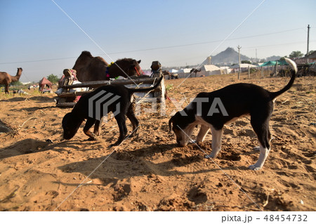 インドのラジャスタン州のプシュカル 砂漠で生活する動物 砂漠で餌を食べるラクダと餌を探す子犬 インドのラジャスタン州のプシュカル 砂漠で生活する動物 砂漠で餌を食べるラクダと餌を探す子犬 48454732