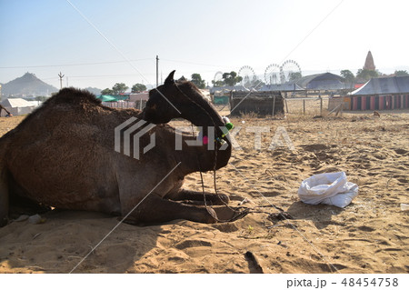インドのラジャスタン州のプシュカル 年に一度のラクダ祭期間中 砂漠に集まるラクダの群れと美しい朝日 インドのラジャスタン州のプシュカル 年に一度のラクダ祭期間中 砂漠に集まるラクダの群れと美しい朝日 48454758