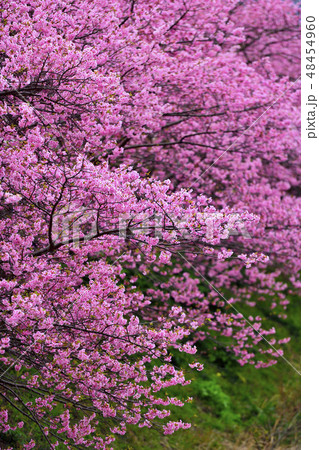 満開の河津桜 満開の河津桜 48454960