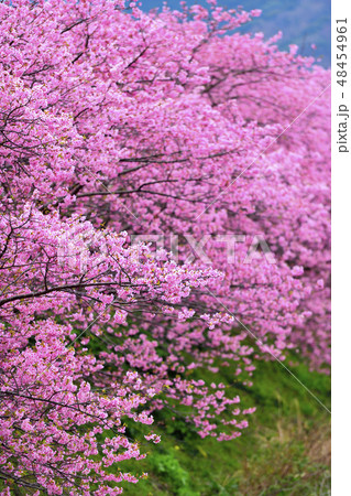 満開の河津桜 満開の河津桜 48454961