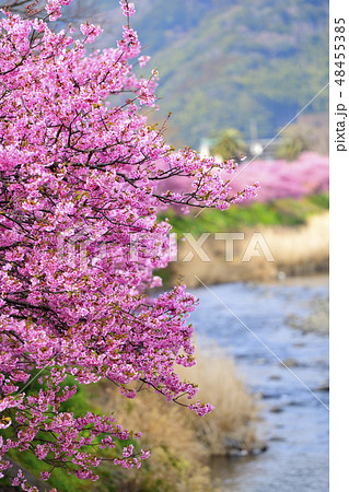満開の河津桜と河津川の流れ 満開の河津桜と河津川の流れ 48455385