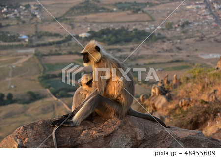 インドのラジャスタン州 夕暮れのプシュカルの街並み 山寺の高台に佇むハマヌーン・ラングールの親子 インドのラジャスタン州 夕暮れのプシュカルの街並み 山寺の高台に佇むハマヌーン・ラングールの親子 48455609