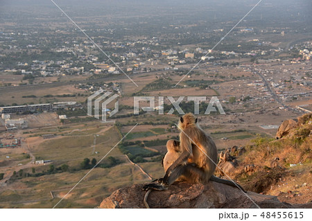 インドのラジャスタン州　夕暮れのプシュカルの街並み　山寺の高台に佇むハマヌーン・ラングールの親子 48455615