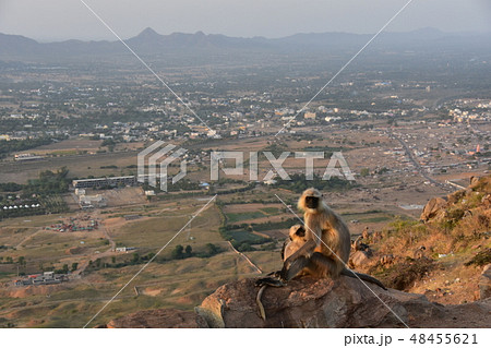 インドのラジャスタン州　夕暮れのプシュカルの街並み　山寺の高台に佇むハマヌーン・ラングールの親子 48455621