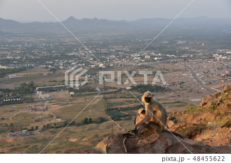 インドのラジャスタン州　夕暮れのプシュカルの街並み　山寺の高台に佇むハマヌーン・ラングールの親子 48455622