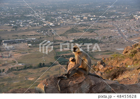 インドのラジャスタン州　夕暮れのプシュカルの街並み　山寺の高台に佇むハマヌーン・ラングールの親子 48455628