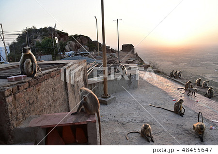 インドのラジャスタン州のプシュカル　山寺に集まるハマヌーン・ラングールの群れと美しい夕日 48455647