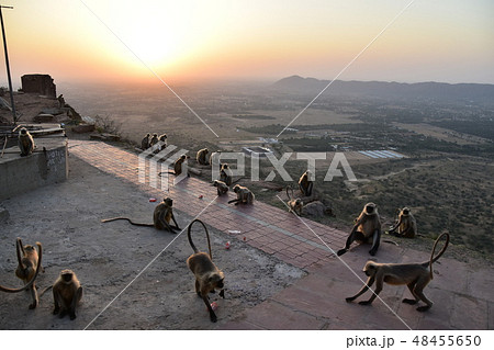 インドのラジャスタン州のプシュカル　山寺に集まるハマヌーン・ラングールの群れと美しい夕日 48455650
