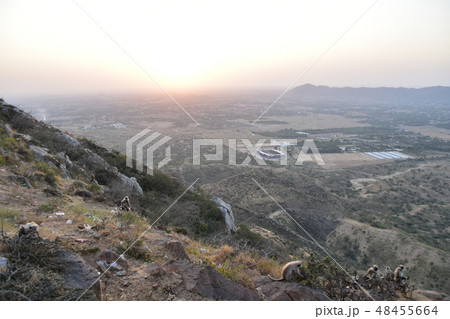 インドのラジャスタン州のプシュカル　山寺に集まるハマヌーン・ラングールの群れと美しい夕日 48455664