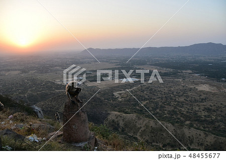 インドのラジャスタン州のプシュカル 山寺に集まるハマヌーン・ラングールの群れと美しい夕日 インドのラジャスタン州のプシュカル 山寺に集まるハマヌーン・ラングールの群れと美しい夕日 48455677
