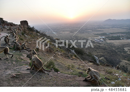 インドのラジャスタン州のプシュカル　山寺に集まるハマヌーン・ラングールの群れと美しい夕日 48455681