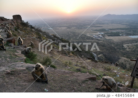 インドのラジャスタン州のプシュカル　山寺に集まるハマヌーン・ラングールの群れと美しい夕日 48455684