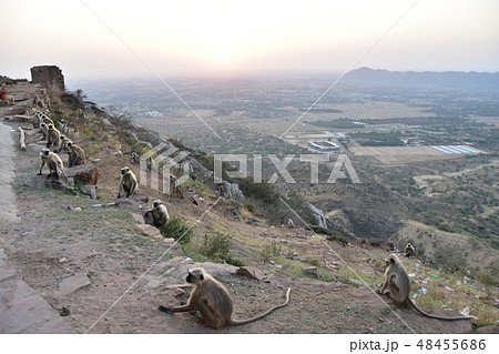 インドのラジャスタン州のプシュカル 山寺に集まるハマヌーン・ラングールの群れと美しい夕日 インドのラジャスタン州のプシュカル 山寺に集まるハマヌーン・ラングールの群れと美しい夕日 48455686
