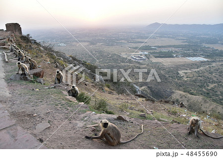 インドのラジャスタン州のプシュカル　山寺に集まるハマヌーン・ラングールの群れと美しい夕日 48455690