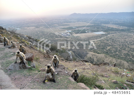 インドのラジャスタン州のプシュカル　山寺に集まるハマヌーン・ラングールの群れと美しい夕日 48455691