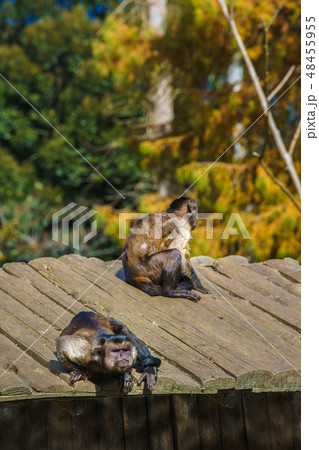 フサオマキザル 【動物】 フサオマキザル 【動物】 48455955