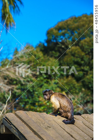 フサオマキザル 【動物】 フサオマキザル 【動物】 48455956