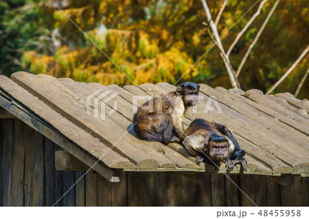 フサオマキザル　【動物】 48455958