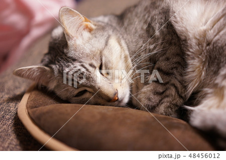 眠るエジプシャンマウ 眠るエジプシャンマウ 48456012