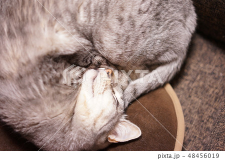 眠るエジプシャンマウ 48456019