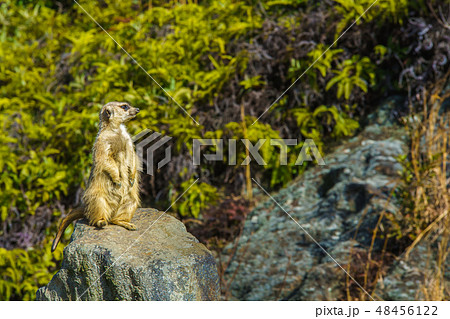 ミーアキャット　【動物】 48456122