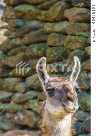 ラマ 動物 の写真素材