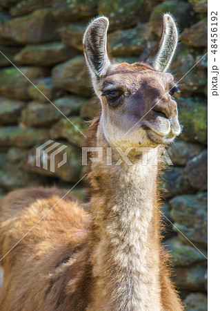 ラマ 動物 の写真素材