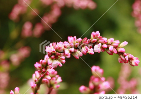 イヌダテ 48456214