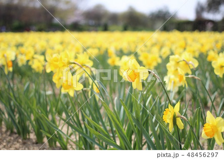 黄色い花 Yellow Flower 48456297
