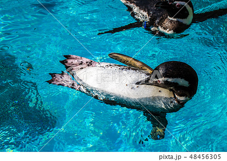 ペンギン 【動物鳥類】 ペンギン 【動物鳥類】 48456305