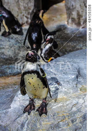 ペンギン　【動物鳥類】 48456308