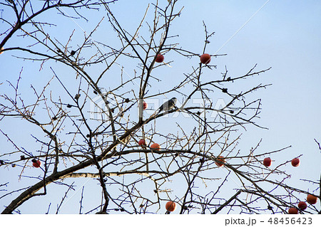 残り柿と野鳥 48456423