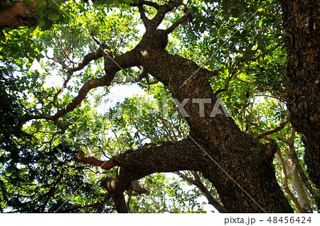 沖縄のテリハボク　沖縄観光 48456424