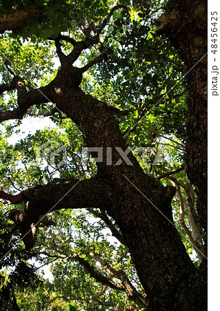 沖縄のテリハボク　沖縄観光 48456425