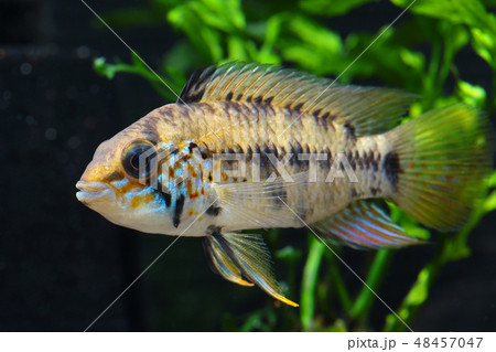 アピストグラマ cf. アラクリナ アピストグラマ cf. アラクリナ 48457047