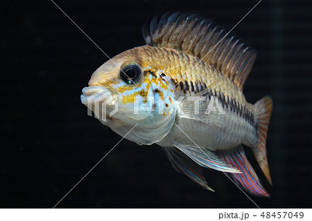 アピストグラマ cf. アラクリナ アピストグラマ cf. アラクリナ 48457049