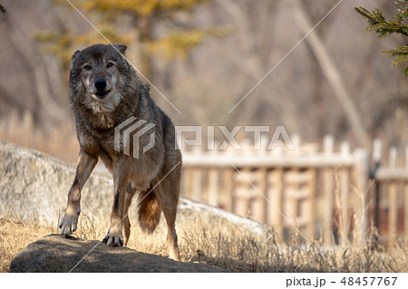 多摩動物公園 タイリクオオカミ ハイイロオオカミ の写真素材
