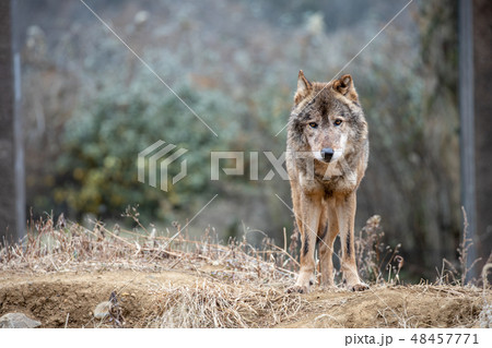 多摩動物公園 タイリクオオカミ ハイイロオオカミ の写真素材