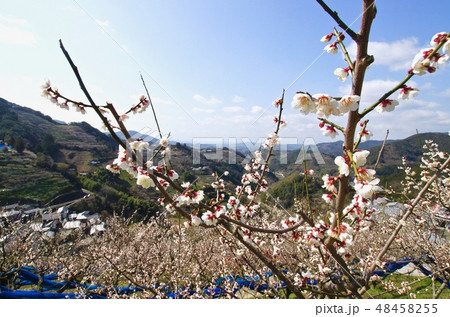 石神梅林の春　和歌山県田辺市 48458255