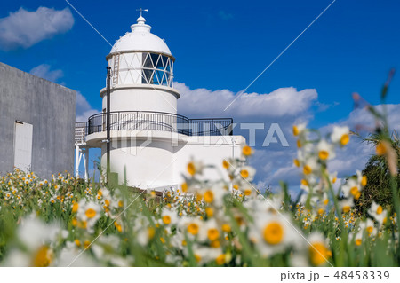串本町 水仙と樫野埼灯台 48458339