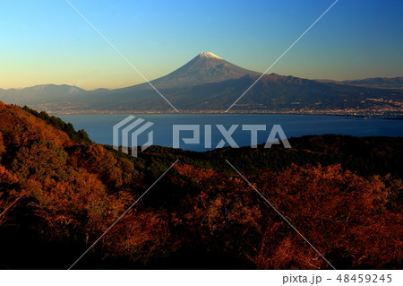世界遺産　富士山　伊豆市　達磨山　秋 48459245