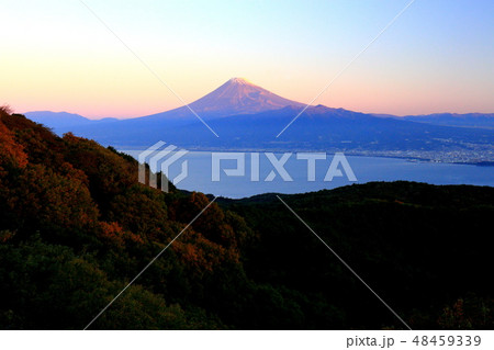 世界遺産　富士山　伊豆市　達磨山　秋 48459339
