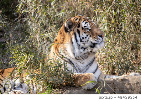 多摩動物公園,アムールトラ 多摩動物公園,アムールトラ 48459554